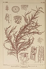 Thumbnail for File:Icones of Japanese algae (Pl. LXIV) (6049914391).jpg