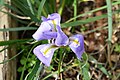 * Nomination: Iris unguicularis in Jardí Botànic de Sóller --Kritzolina 07:57, 5 March 2024 (UTC) * Review  Comment I think too much areas are out in focus. I don't like the DoF. --Sebring12Hrs 18:14, 13 March 2024 (UTC)