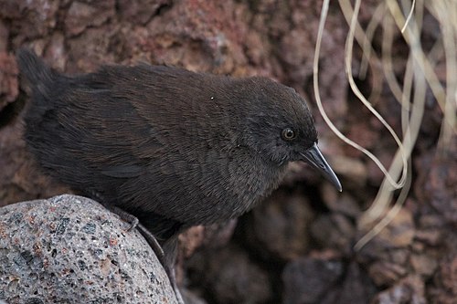 The Inaccessible Island rail (Atlantisia rogersi) (1927), the world's smallest flightless bird, which is found only on Inaccessible Island