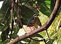 गुहागर, महाराष्ट्र, भारत येथील विणीच्या हंगामातील नवरंग पक्षी
