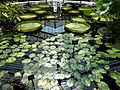 Interiors of Kew Gardens Water Lily House - Ludwigia sedioides and Nymphaea lotus vardentata P1170626.JPG