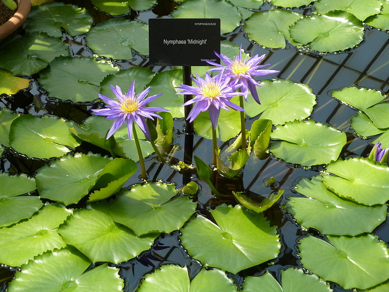 File:Interiors of Kew Gardens Water Lily House - Nymphaea 'Midnight' P1170623.JPG