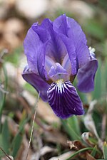 Iris lutescens (Iris des garrigues)