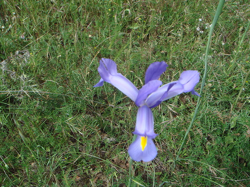 File:Iris xiphium.JPG