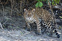 Jaguar in Pantanal Brazil 1.jpg