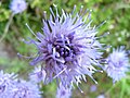 Jasione perennis at the Wormspel pass.