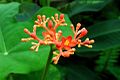 Flower of Jatropha podagrica