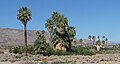 Joshua Tree National Park - Oasis of Mara