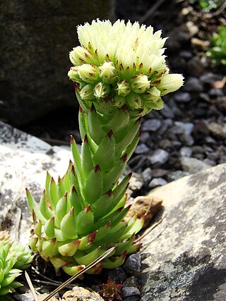 <i>Jovibarba globifera</i> Species of succulent