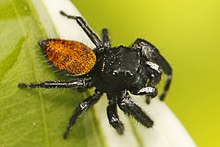 Laba-Laba melompat - Phidippus princeps?, Gereja Baru, Virginia.jpg