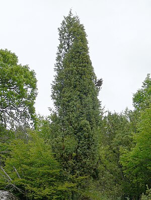 Juniperus deltoides in Bulgaria