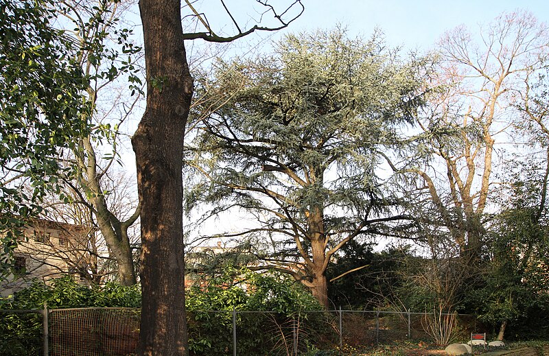 File:Köln-Neustadt-Nord Theodor-Heuss-Ring 9 Garten.jpg