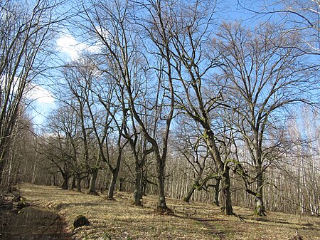 Kaiserlinden (Weimar) 4