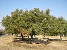 A cluster of karees in Germiston, Gauteng Karee Trees.jpg