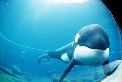 Orca Keiko: Historia, Filmografía, Véase también