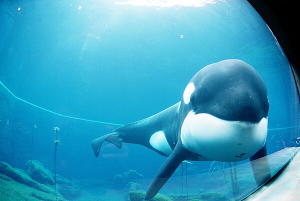 Keiko at the aquarium in 1998