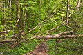 English: Fallen trees Deutsch: Umgestürzte Bäume