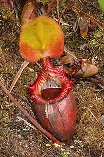 <i>Nepenthes × kinabaluensis</i> Species of pitcher plant from Borneo