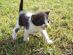 Kitten (06) by Ron.jpg