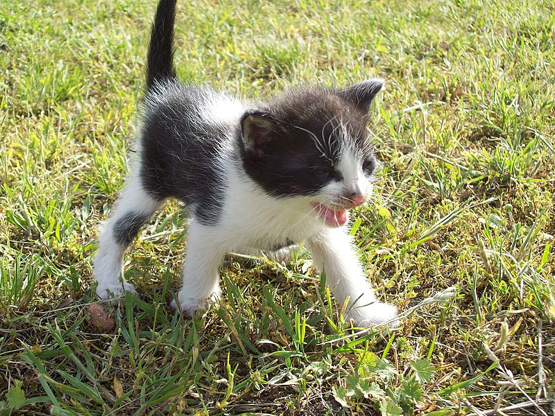 File:Kitten (06) by Ron.jpg