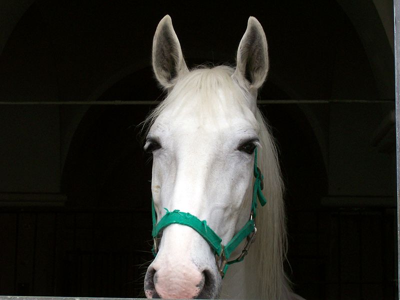 Photo de la tête d'un cheval gris de face avec un licol vert.