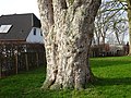 * Nomination Kleve-Keeken, Bark and diameter of huge tree -- Peli 04:37, 2 February 2018 (UTC) * Promotion  Comment Interesting but this beautiful tree has a name? --Ercé 06:56, 2 February 2018 (UTC) Ty. This Acer pseudoplatanus is on the municipal list of trees -- Pelikana 11:28, 2 February 2018 (UTC) Good quality --Ercé 05:56, 3 February 2018 (UTC) Quality is high enough for Q1 --Michielverbeek 08:05, 3 February 2018 (UTC)