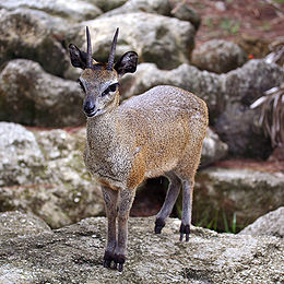 Antilopė šoklė (Oreotragus oreotragus)