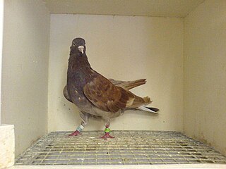 Domestic pigeon subspecies of bird