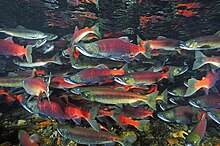 Kokanee somonu.jpg