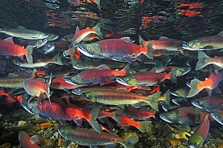 <span class="mw-page-title-main">Kokanee salmon</span> Species of fish