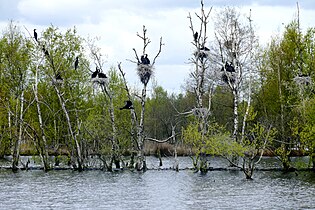 Cormorant colony (Internationaler Naturpark Bourtanger Moor-Bargerveen)