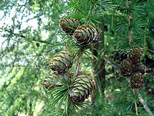 Europäische Lärche mit reifenden Zapfen (Larix decidua)