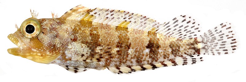 File:Labrisomus bucciferus, Adult (Puffcheek Blenny) (2849264382).jpg