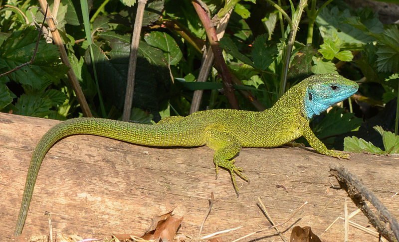 File:Lacerta viridis - male 01.JPG