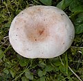 !!Lactarius pubescens!!