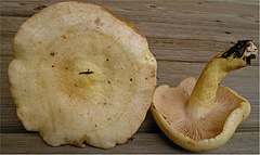 Description de l'image Lactarius flavopalustris Kytöv 72102.jpg.