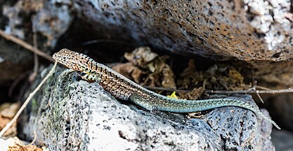 Lagartija de lava de Galápagos (Microlophus albemarlensis).