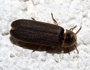 Little firefly (Lamprohiza splendidula), male