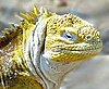 Galapagos Land Iguana