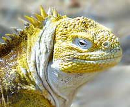 Tập tin:Land Iguana.jpg