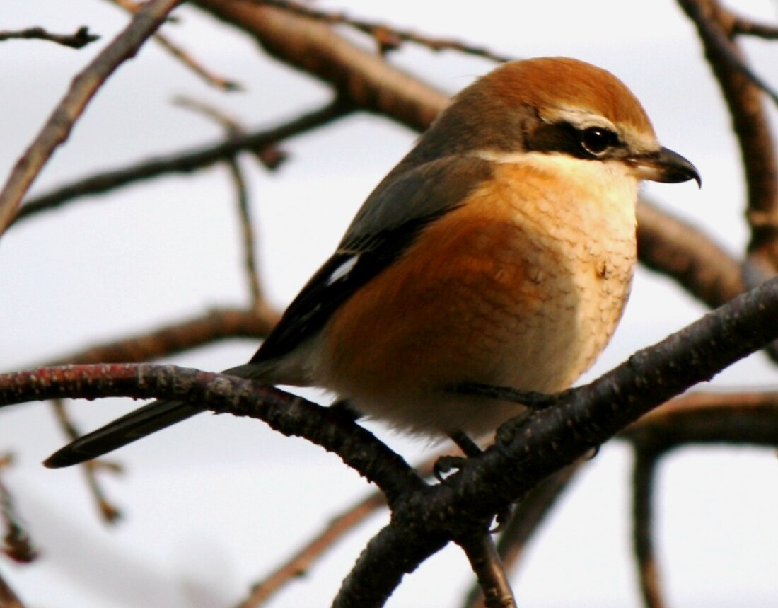 Lanius bucephalus