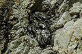 Large mica crystal in pegmatitic granite (Ruggles Pegmatite, Devonian; Ruggles Pegmatite Mine, New Hampshire, USA) 2 (8290567239).jpg