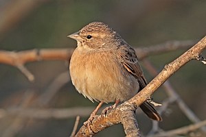 Lark-like bunting (Emberiza impetuani impetuani).jpg