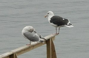 LarusMarinus and LarusArgentatus.JPG