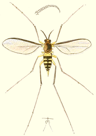 <i>Lasioptera rubi</i> Species of fly