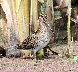 Hunter Estuary Wetlands