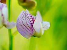 Lathyrus lanszwertii httpsuploadwikimediaorgwikipediacommonsthu