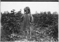Laura Petty, a 6 year old berry picker