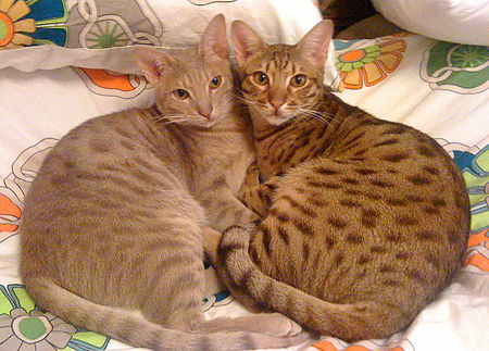 Mèo Ocicat