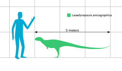 Størrelsesforhold mellem et menneske og Leaellynasaura